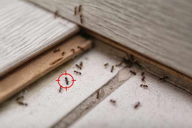 Best Cockroach Control Services  in Falmouth Foreside, ME