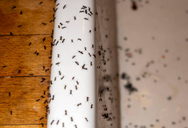Best Best Pest Control Companies  in Falmouth Foreside, ME