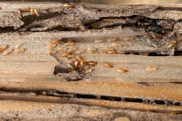 Best Pest Removal Services  in Falmouth Foreside, ME