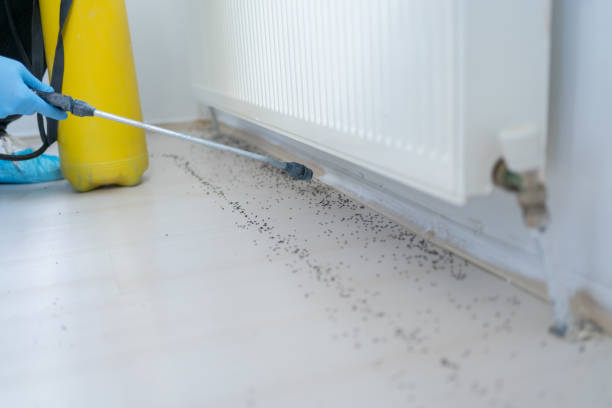 Best Pest Control Near Me  in Falmouth Foreside, ME